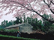Khám Phá Những Điểm Cuốn Hút Của Hòn Đảo Jeju Xinh Đẹp