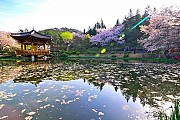 Tìm Hiểu Thời Điểm Đẹp Nhất để Khám Phá Hàn Quốc