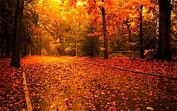 Seoul - Nami - Everland - N Tower - Mùa lá đỏ Tháng 10, 11 2023: Khám phá mùa thu tuyệt đẹp và lễ hội sặc sỡ