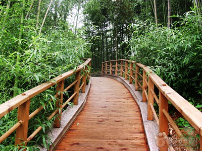 Du lịch Hàn Quốc - Chìm mình trong rừng truc xanh biếc ở xứ kim chi Du lịch Hàn Quốc - Chìm mình trong rừng truc xanh biếc ở xứ kim chi