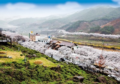 Khám Phá Du Lịch Hàn Quốc Tháng 4 Khám Phá Du Lịch Hàn Quốc Tháng 4