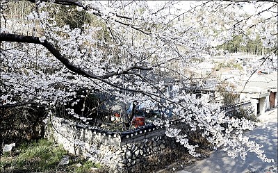 Du Lịch Hàn Quốc Khám Phá Lễ Hội Hoa Mơ Ở Kwangyang Du Lịch Hàn Quốc Khám Phá Lễ Hội Hoa Mơ Ở Kwangyang