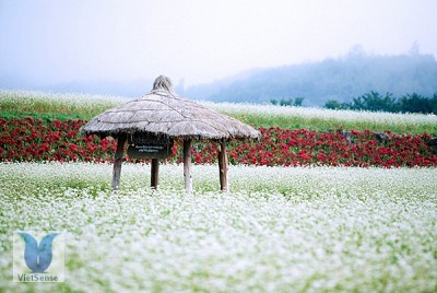 Lễ hội hoa kiều mạch Lễ hội hoa kiều mạch