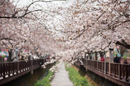 20 địa điểm ngắm hoa anh đào đẹp ở Hàn Quốc