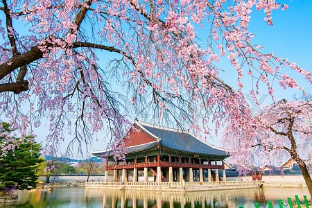 Chinh Phục Hàn Quốc Hành Trình Seoul - Nami - Everland - Yoido Park - Ngắm Hoa Anh Đào