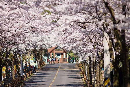 Hai Điểm Ngắm Hoa Anh Đào Tuyệt Đẹp Ở Hàn Quốc