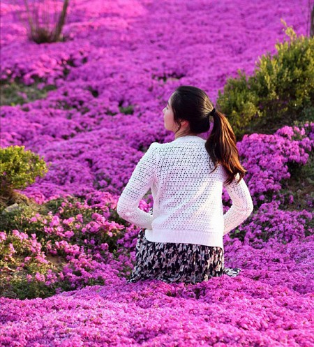 Hoa Đỗ Quyên nhuộm một màu tím mộng mơ các triền đồi ở Hàn Quốc