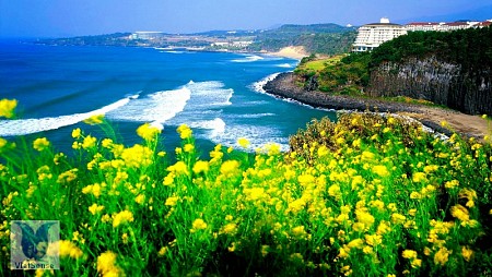 Jeju - hòn đảo xinh đẹp nổi tiếng