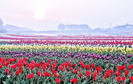 Ngắm nhìn những mùa hoa tươi sắc tại Hàn Quốc