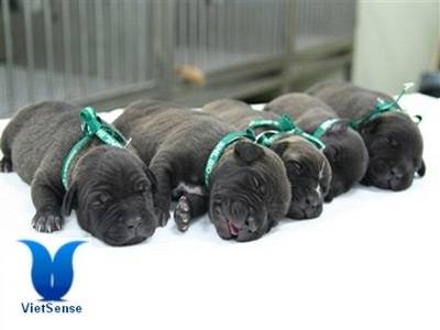 Nhà máy nhân bản chó tại Hàn Quốc