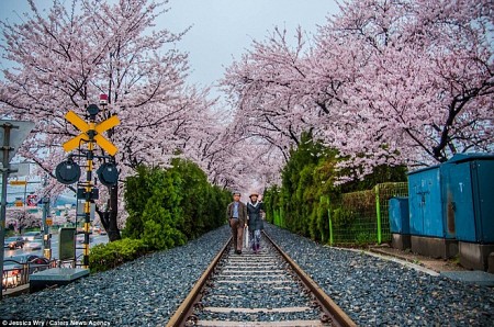 Nhật Bản và Hàn Quốc mùa hoa Anh Đào