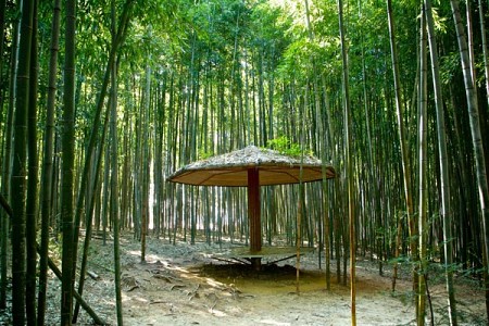 Rừng Tre Juknokwon