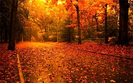 Seoul - Nami - Everland - N Tower - Mùa lá đỏ Tháng 10, 11 2024: Khám phá mùa thu tuyệt đẹp và lễ hội sặc sỡ