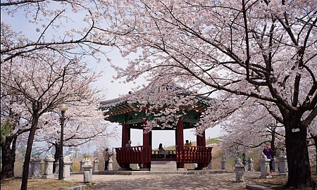 Thưởng lãm hoa anh đào tại hai địa điểm hot nhất Hàn Quốc
