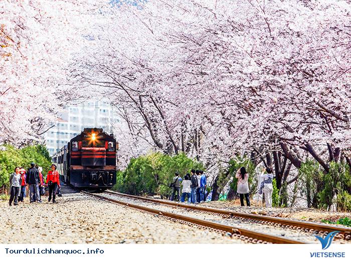 Lãng mạn trong Lễ hội Gunhangje Jinhae ở xứ sở Hàn Quốc,lang man trong le  hoi gunhangje jinhae o xu so han quoc