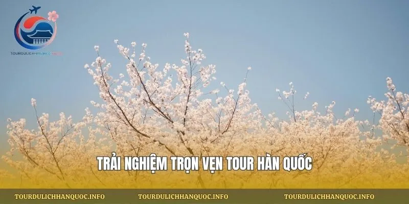 Trải nghiệm trọn vẹn tour Hàn Quốc